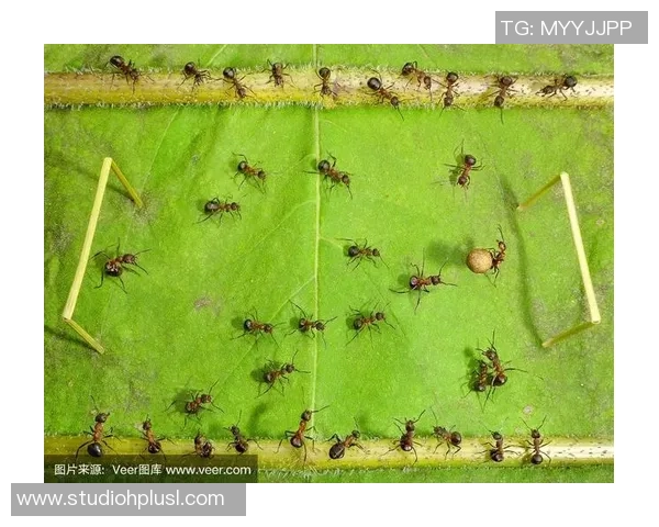 蚂蚁与足球明星球员的奇妙碰撞探索他们的成长与奋斗故事